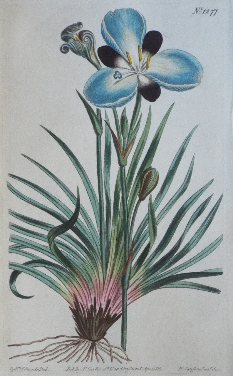 Print - No. 1277 (Aristea Melaleuca. Mourning-flowered Aristea.) - Sansom